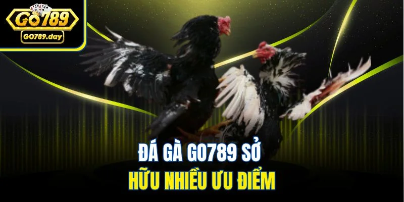 Đá gà GO789 sở hữu nhiều ưu điểm