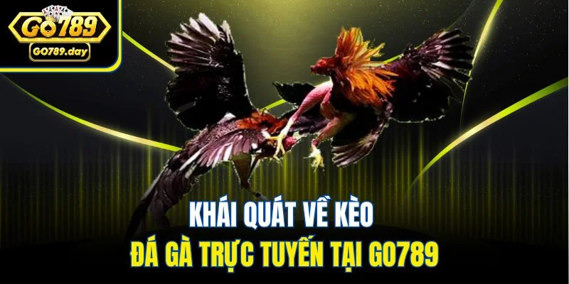 Khái quát về kèo đá gà trực tuyến tại GO789