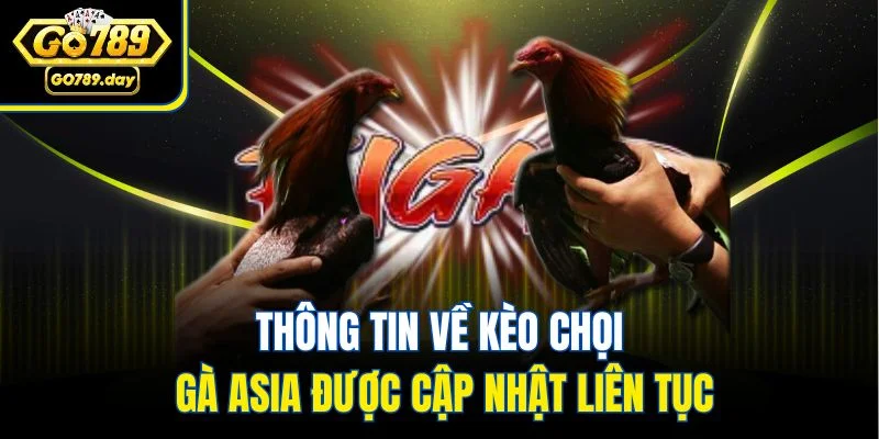 Thông tin về kèo chọi gà Asia được cập nhật liên tục